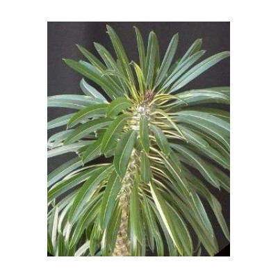 PACHYPODIUM lamerei „Madagaskarská palma” 5 semen