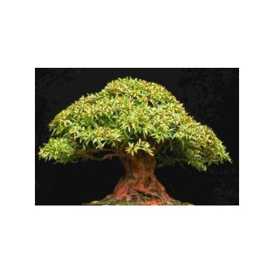 FICUS sur "Broom cluster Fig" 20 semen    