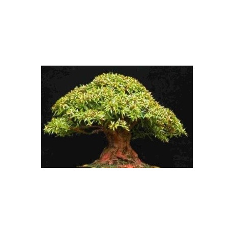 FICUS sur "Broom cluster Fig" 20 semen    