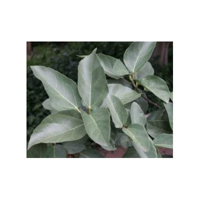 FICUS sur "Broom cluster Fig" 20 semen    