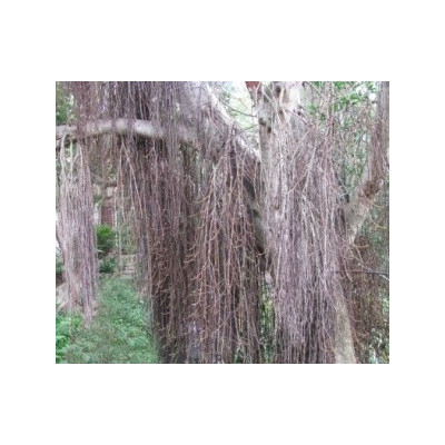 FICUS sur "Broom cluster Fig" 20 semen    