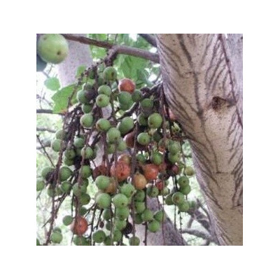 FICUS sur "Broom cluster Fig" 20 semen    