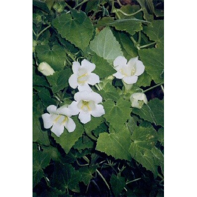 ASARINA erubescens alba "Popínavá Gloxinie" 10 semen