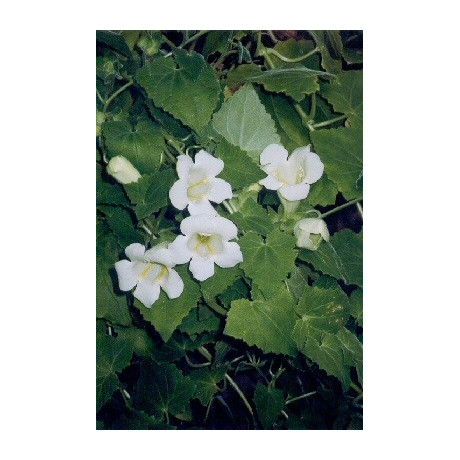 ASARINA erubescens alba "Popínavá Gloxinie" 10 semen