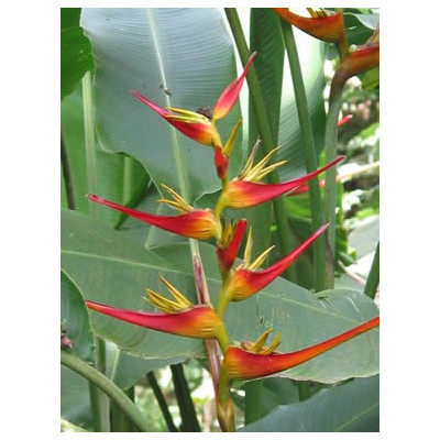 HELICONIA latispatha 2 semena