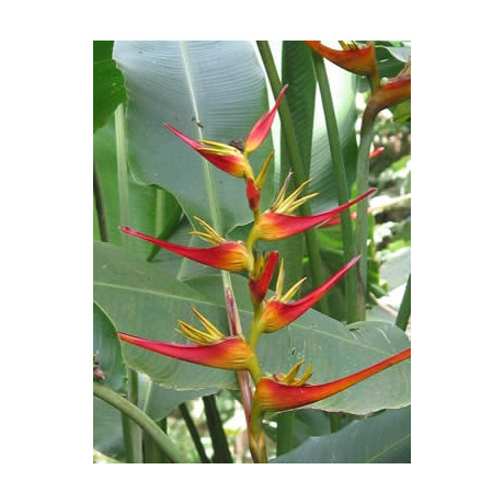 HELICONIA latispatha 2 semena