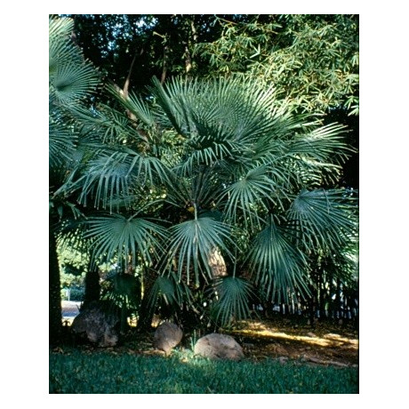 CHAMAEROPS humilis 5 semen