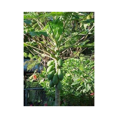 CARICA papaya Waimanolo 5 semen