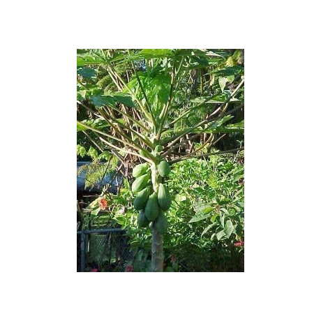CARICA papaya Waimanolo 5 semen