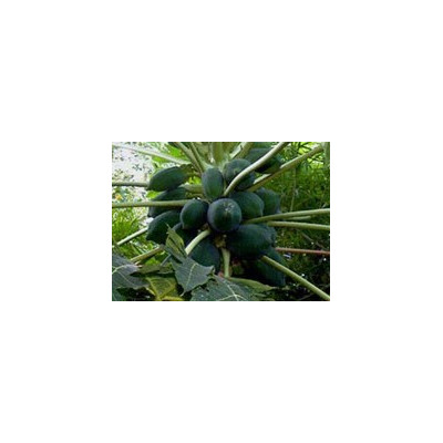 CARICA papaya Waimanolo 5 semen