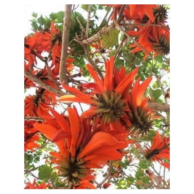 ERYTHRINA lysistemon 3 semena