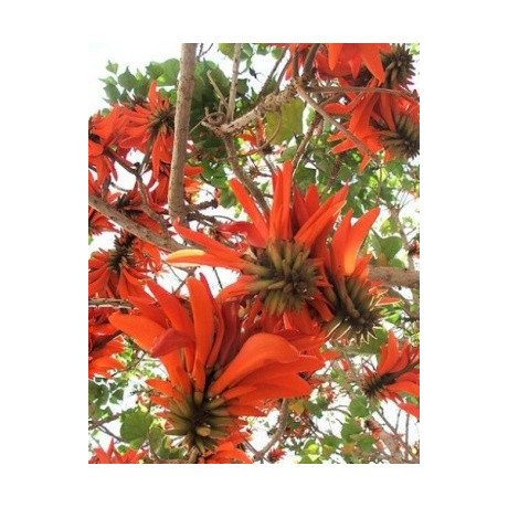 ERYTHRINA lysistemon 3 semena