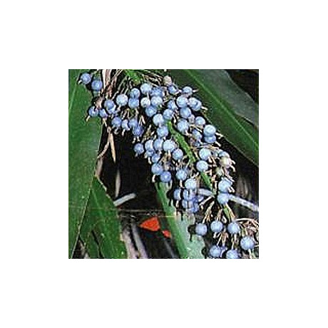 ALPINIA caerulea "Blue Fruited Ginger" 4 semena