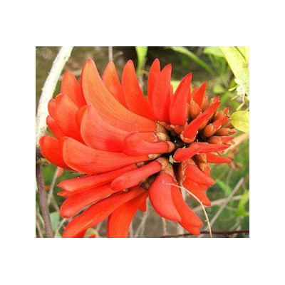 ERYTHRINA lysistemon 3 semena