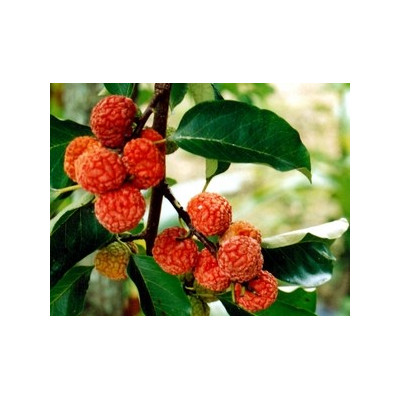 CUDRANIA tricuspidata "Čínská moruše" 4 semena 