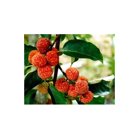 CUDRANIA tricuspidata "Čínská moruše" 4 semena 