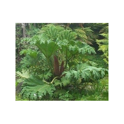GUNNERA manicata 30 semen 