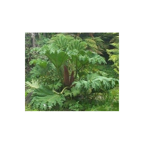 GUNNERA manicata 30 semen 