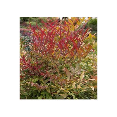 NANDINA domestica nana 5 semen