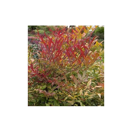 NANDINA domestica nana 5 semen