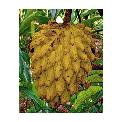 ROLLINIA deliciosa (Annona deliciosa) 4 semena    