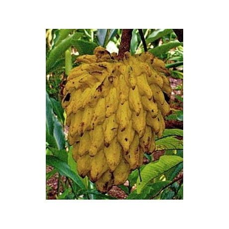 ROLLINIA deliciosa (Annona deliciosa) 4 semena    