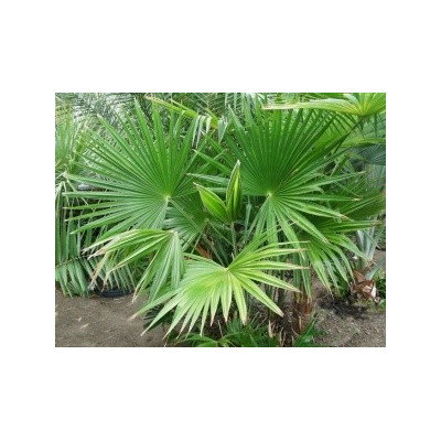 TRACHYCARPUS latisectus 3 semena