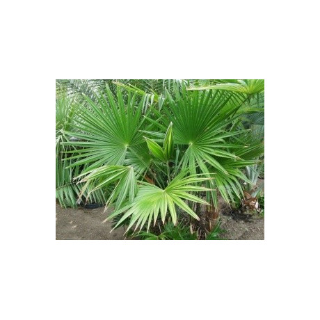 TRACHYCARPUS latisectus 3 semena