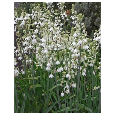 ORNITHOGALUM candicans 4 semena