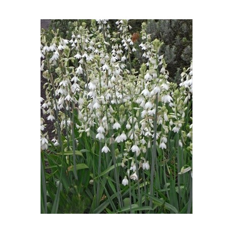 ORNITHOGALUM candicans 4 semena