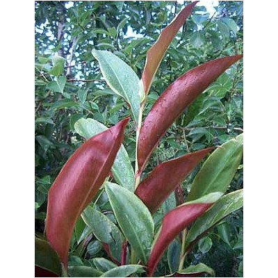 ALPINIA coerulea Red Back 3 semena