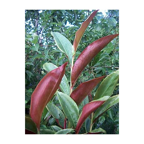 ALPINIA coerulea Red Back 3 semena