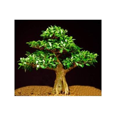FICUS obliqua "Small-leaved Fig" 30 semen  