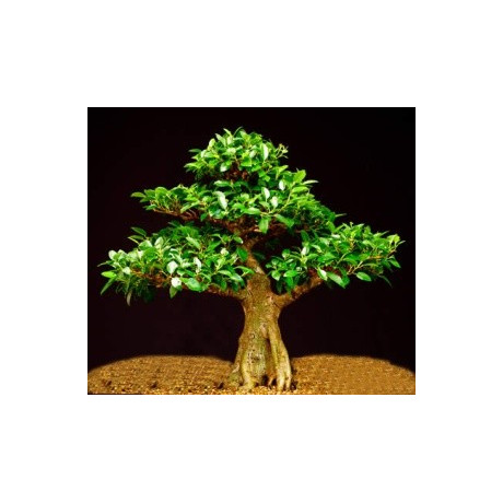 FICUS obliqua "Small-leaved Fig" 30 semen  