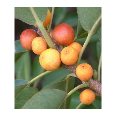 FICUS obliqua "Small-leaved Fig" 30 semen  