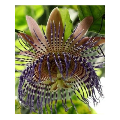 PASSIFLORA ambigua "Mountain Granadilla" 3 semena 