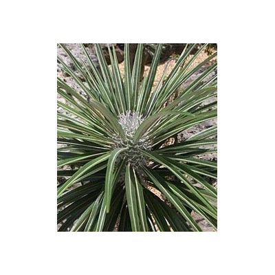 PACHYPODIUM gayi ”Madagaskarská palma” 4 semena  