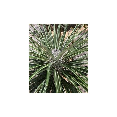 PACHYPODIUM gayi ”Madagaskarská palma” 4 semena  