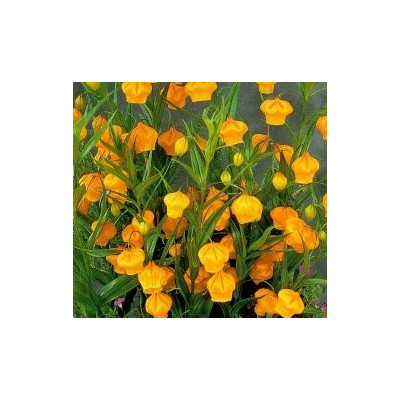 SANDERSONIA aurantiaca "Čínské lampičky" 3 semena  