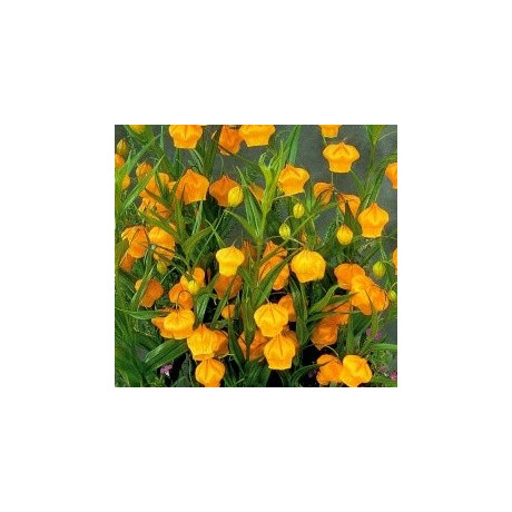 SANDERSONIA aurantiaca "Čínské lampičky" 3 semena  