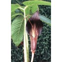 ARISAEMA speciosum "Kobří lilie" 3 semena  