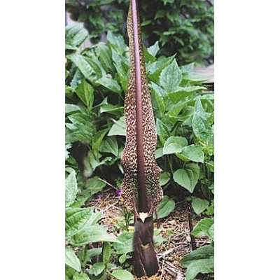 TYPHONIUM venosum "Vúdú lilie" 3 semena 