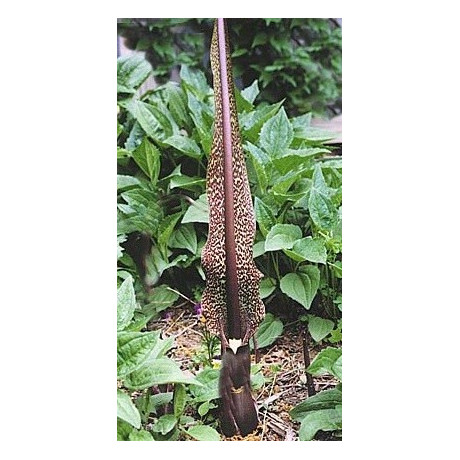 TYPHONIUM venosum "Vúdú lilie" 3 semena 