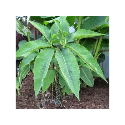 TYPHONIUM venosum "Vúdú lilie" 3 semena 