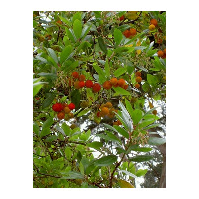 ARBUTUS unedo "Jahodový strom" 8 semen