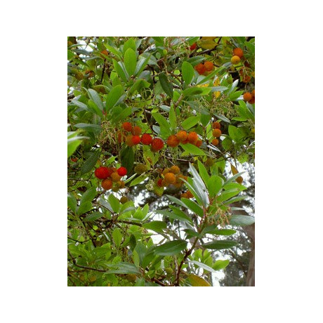 ARBUTUS unedo "Jahodový strom" 8 semen