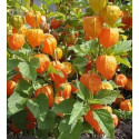 PHYSALIS peruviana "Mochyně peruánská" 20 semen