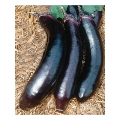 LILEK Orient Express (F1) (Solanum melongena) 10 semen  
