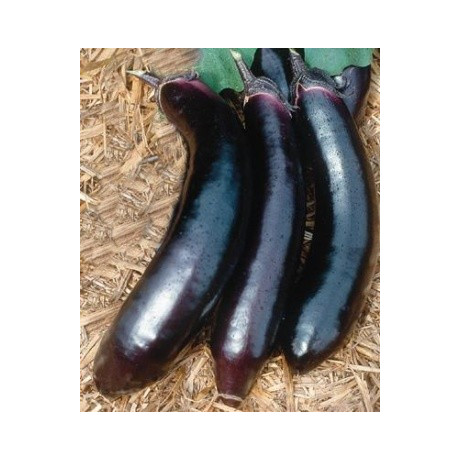 LILEK Orient Express (F1) (Solanum melongena) 10 semen  