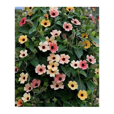 THUNBERGIA alata Spanish Eyes "Černooká Zuzana" 5 semen   